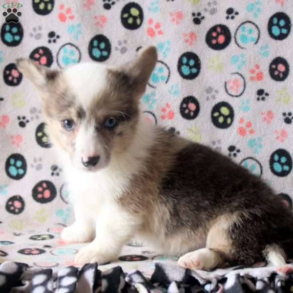 Sophie, Pembroke Welsh Corgi Puppy