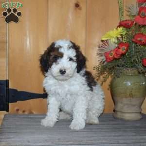 Sophie, Mini Bernedoodle Puppy