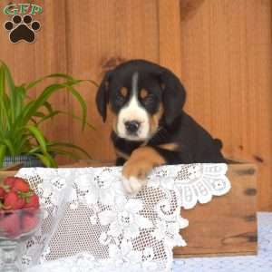 Sophie, Greater Swiss Mountain Dog Puppy
