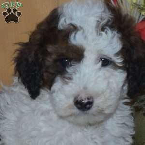 Sophie, Mini Bernedoodle Puppy