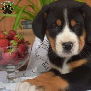 Sophie, Greater Swiss Mountain Dog Puppy