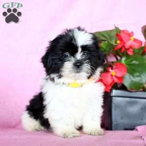 Sophie, Shih Tzu Puppy