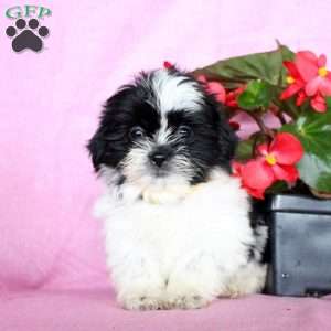 Sophie, Shih Tzu Puppy