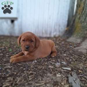 Sophie, Fox Red Labrador Retriever Puppy