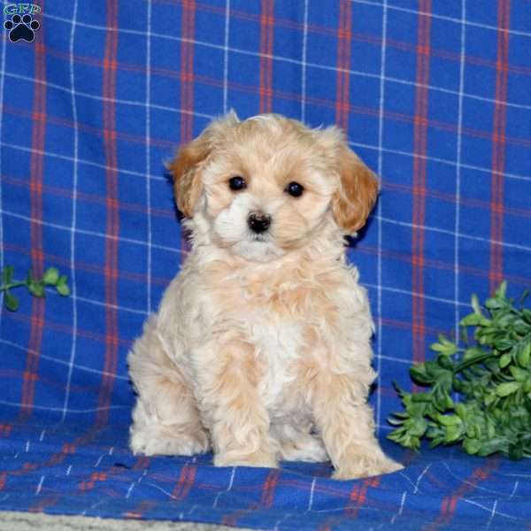 Sparkle, Maltipoo Puppy