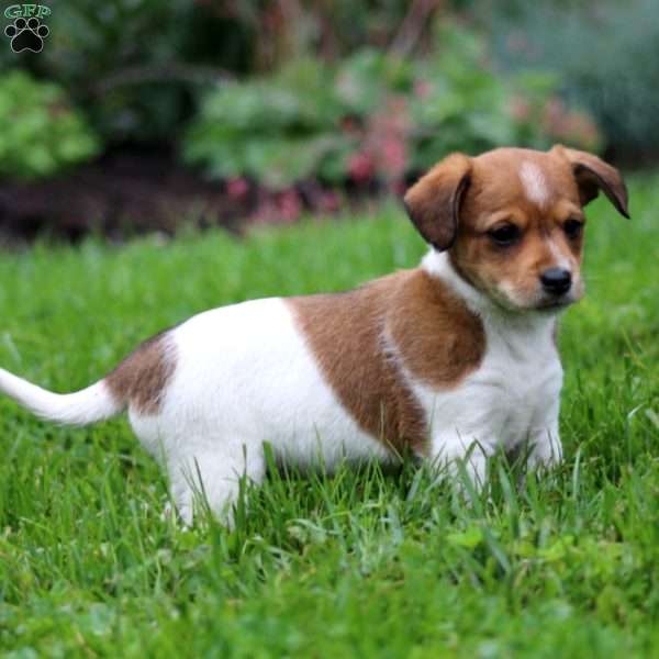 Sparkle, Fox Terrier Mix Puppy