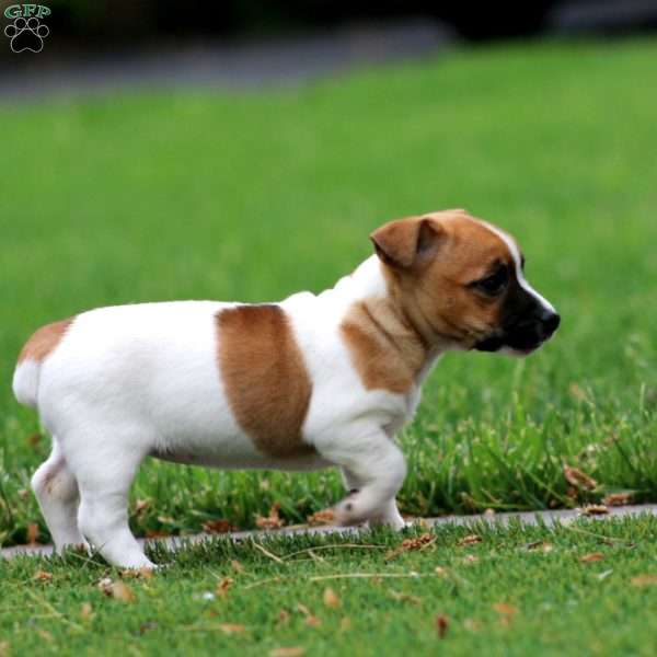 Sparkle, Jack Russell Terrier Puppy