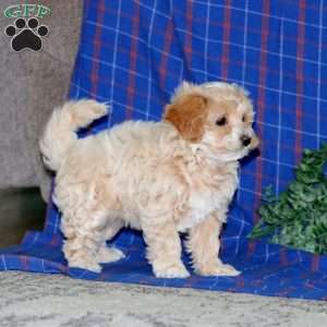 Sparkle, Maltipoo Puppy