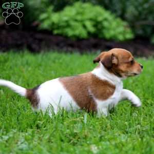 Sparkle, Fox Terrier Mix Puppy