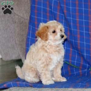 Sparkle, Maltipoo Puppy