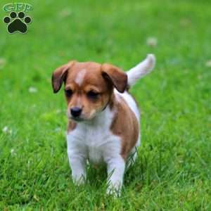 Sparkle, Fox Terrier Mix Puppy