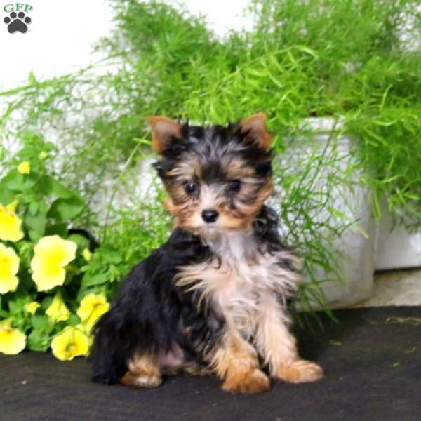 Sparky, Yorkie Puppy