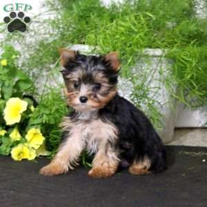 Sparky, Yorkie Puppy