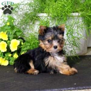 Sparky, Yorkie Puppy