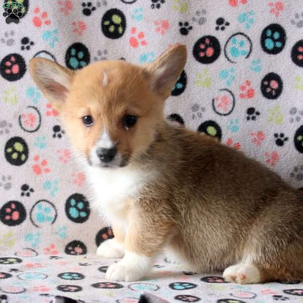 Spencer, Pembroke Welsh Corgi Puppy
