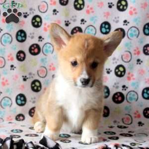 Spencer, Pembroke Welsh Corgi Puppy
