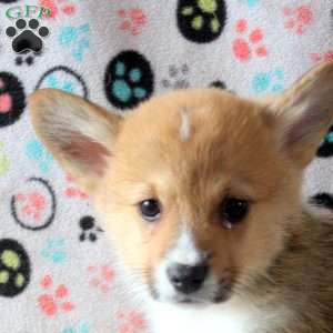 Spencer, Pembroke Welsh Corgi Puppy