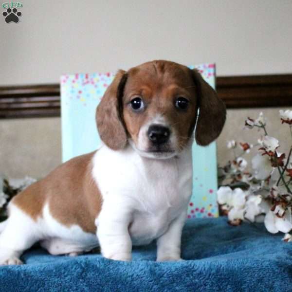 Spencer-Mini, Dachshund Puppy