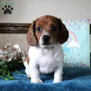 Spencer-Mini, Dachshund Puppy