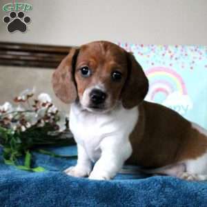 Spencer-Mini, Dachshund Puppy