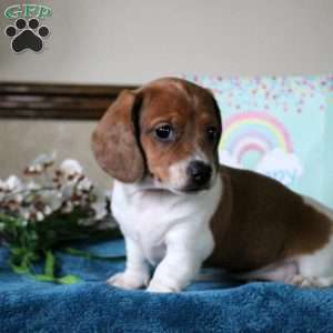 Spencer-Mini, Dachshund Puppy