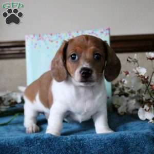 Spencer-Mini, Dachshund Puppy
