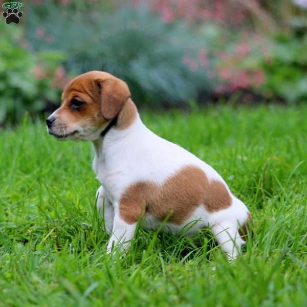 Spice, Fox Terrier Mix Puppy