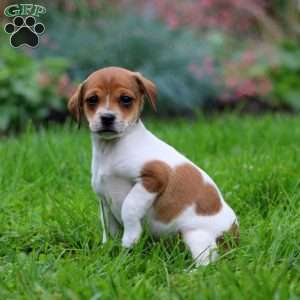 Spice, Fox Terrier Mix Puppy