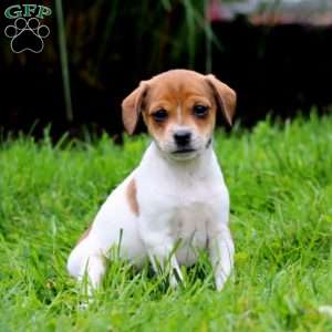 Spice, Fox Terrier Mix Puppy