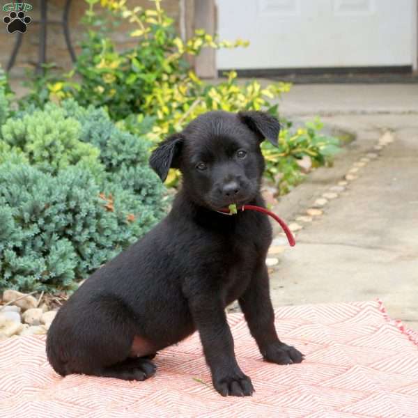 Spicy, English Shepherd Mix Puppy