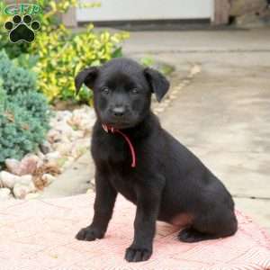 Spicy, English Shepherd Mix Puppy