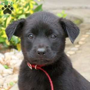 Spicy, English Shepherd Mix Puppy