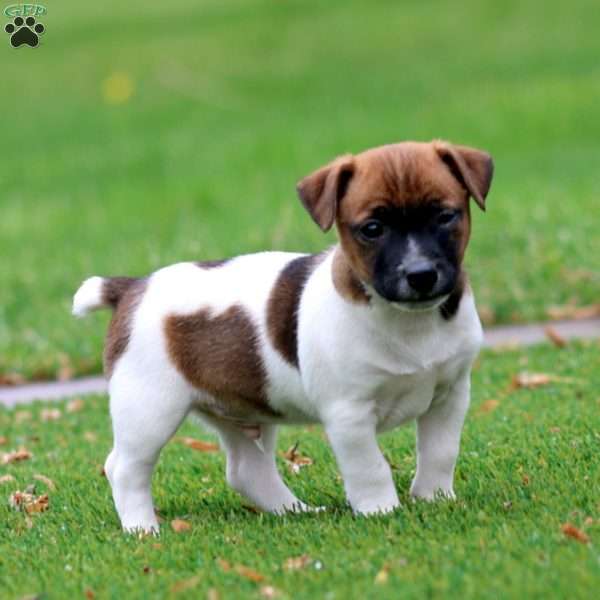 Spiffy, Jack Russell Terrier Puppy