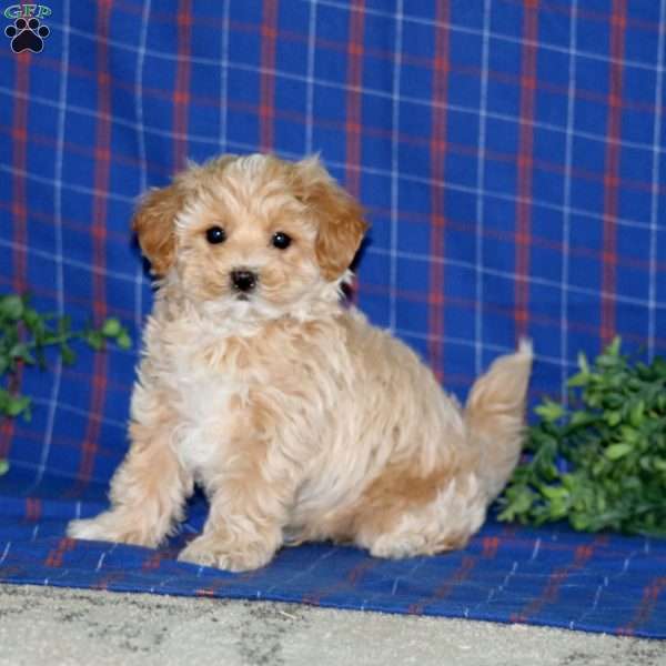 Spiffy, Maltipoo Puppy
