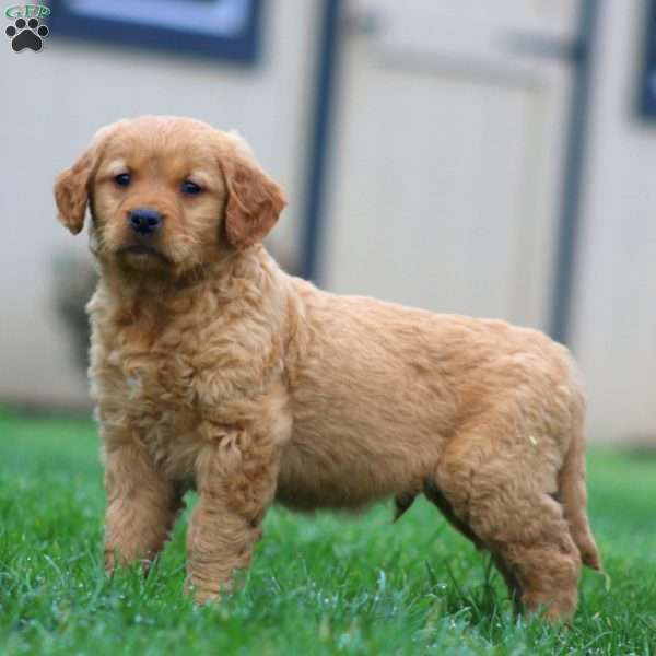 Spiffy, Golden Retriever Puppy