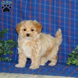 Spiffy, Maltipoo Puppy