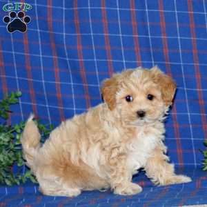 Spiffy, Maltipoo Puppy