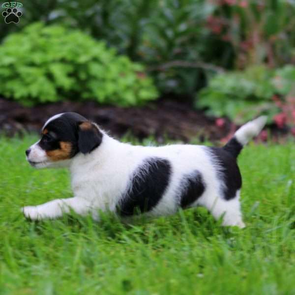 Splash, Fox Terrier Mix Puppy