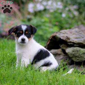 Splash, Fox Terrier Mix Puppy