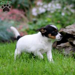 Splash, Fox Terrier Mix Puppy