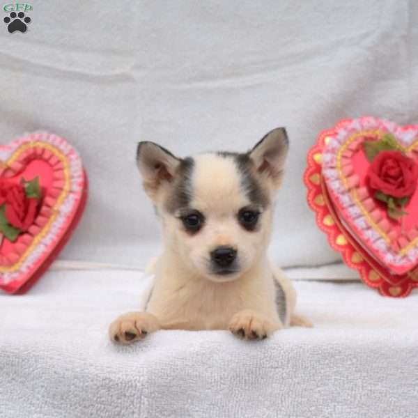 Spotty, Pomsky Puppy