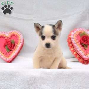 Spotty, Pomsky Puppy