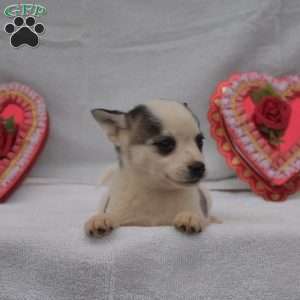 Spotty, Pomsky Puppy