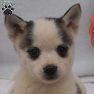 Spotty, Pomsky Puppy