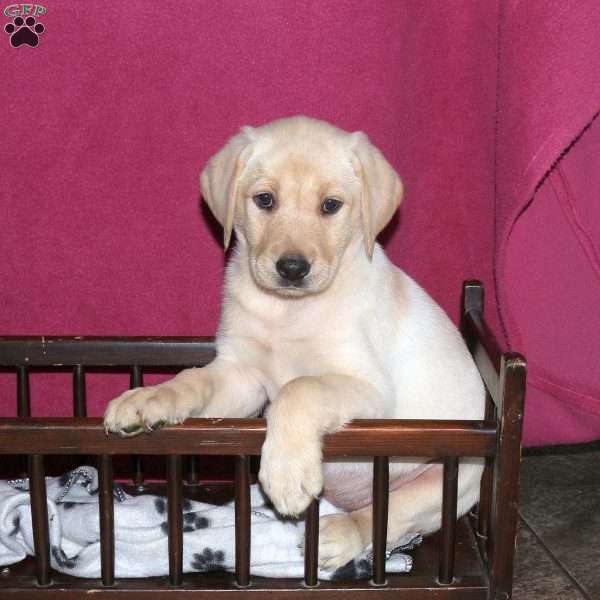 Spring, Yellow Labrador Retriever Puppy