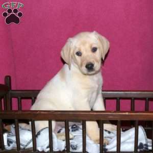 Spring, Yellow Labrador Retriever Puppy