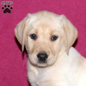 Spring, Yellow Labrador Retriever Puppy
