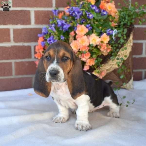 Sprinkles, Basset Hound Puppy