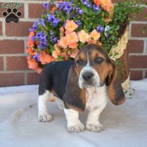 Sprinkles, Basset Hound Puppy
