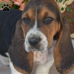 Sprinkles, Basset Hound Puppy